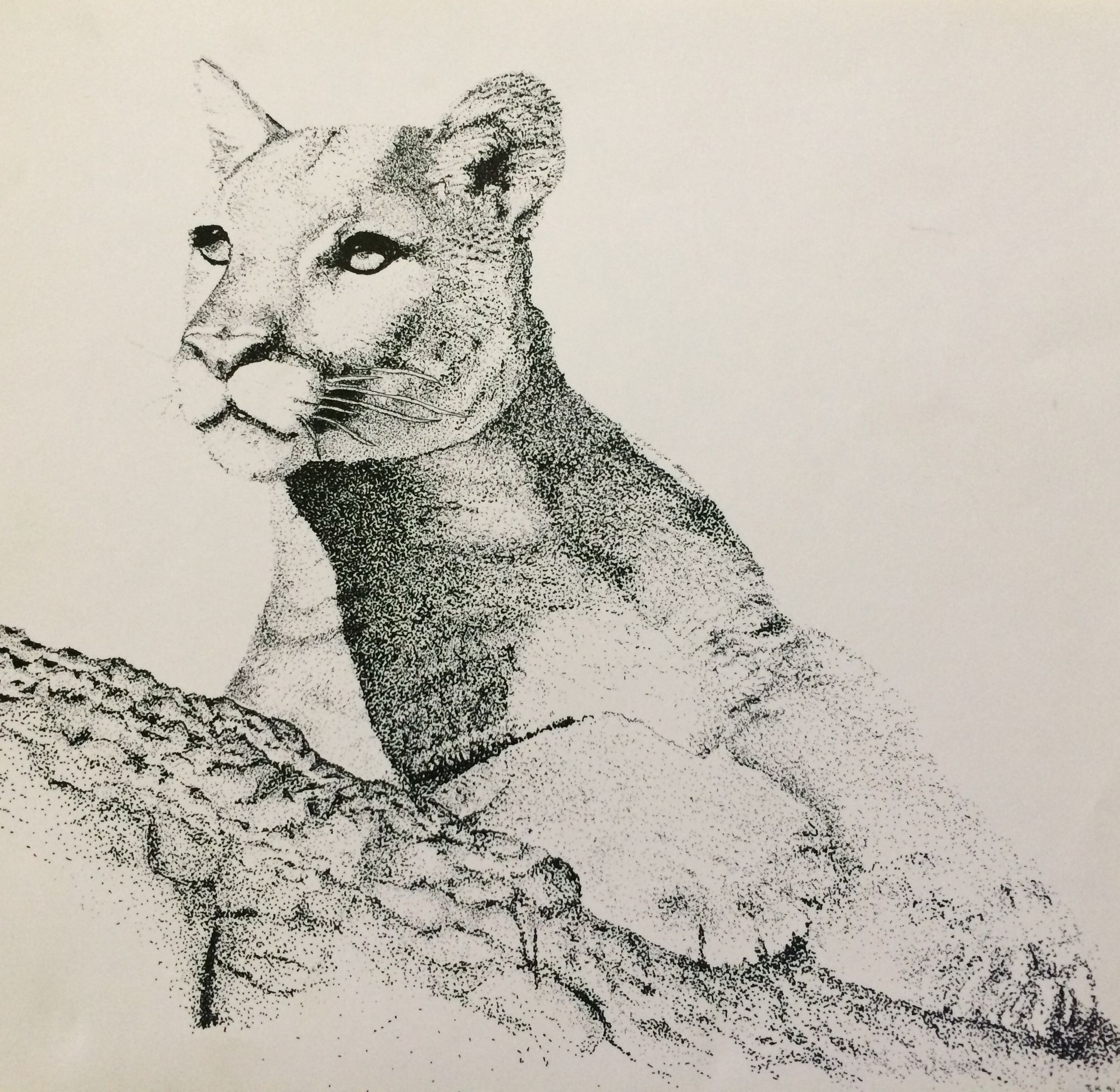 https://cdn.artinlee.org/wp-content/uploads/2018/07/Spry-Drawing-Animals-photo-panther.jpg