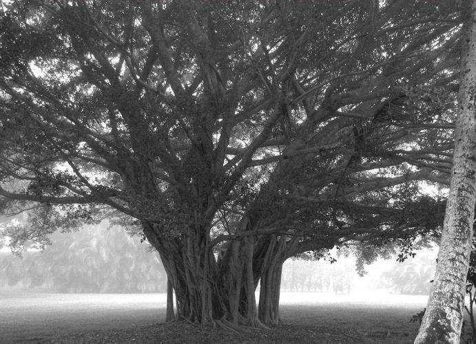 61 - Peter Horan - Tree in the fog - photography - 34x25